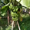 trisusilo_joko