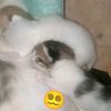 mekanikabal_abal03