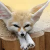 taoufikfennec