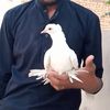 arianboy66