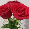 elhamibrahim968