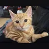 iamsimba247