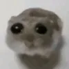 kuuru.k