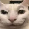 ilovefunnycat