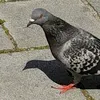 sqader147