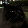 antoni_17051