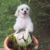 kettygallo6