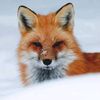vip_foxs