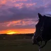 gun_le_paint_horse2
