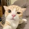 officialrandomvidd