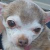 dogoncrack2.0