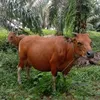Dunia_Sapi_Bali