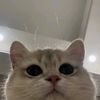 wndasyiffaaa