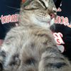 gato_webon.gatitasclub72