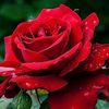 user6908136596185