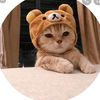 los_gatos_finos_6