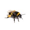 imthebiggestbee