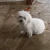 giadaminni2q