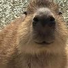 chapitohate_monkey