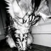 spmpynx