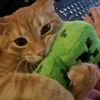 alien_catzzz