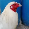 dyhzj2ec8o13
