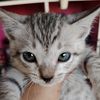 insan_biasa333