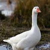 honkinggooses