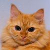 hoose_cat