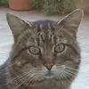saraandcats1