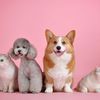 favoriteanimals_