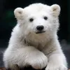 thebernybear
