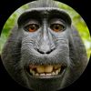 idontlikemonkeys67