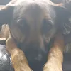 reuben2018_
