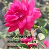 mdsahadathossai524