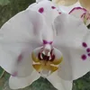 griznokedli76