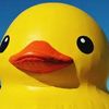 luckyducky1952