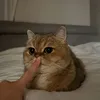chuzhoi_kozik
