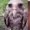 mr_owl_official