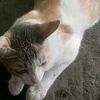 ko.paing11248