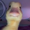gibby_likes_cheeze