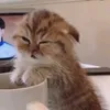 javi_ranea98