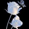 zena16pjthxjv3