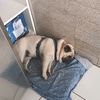 oso__enunposo