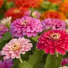 _tamanna_05
