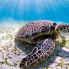 turtleman862