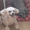 molly_e_toy