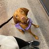 remi_the_service_vizsla