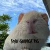 sojuguineapig