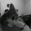 justameow_